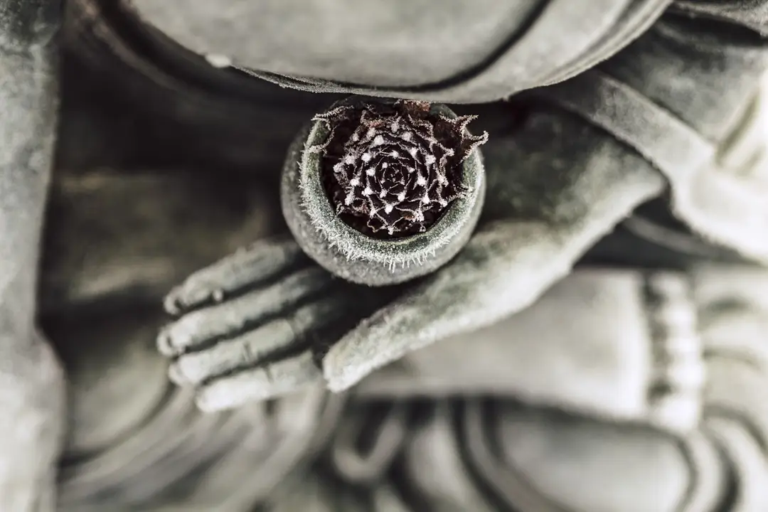 Sukoon Holistic Massage and Wellbeing Therapies