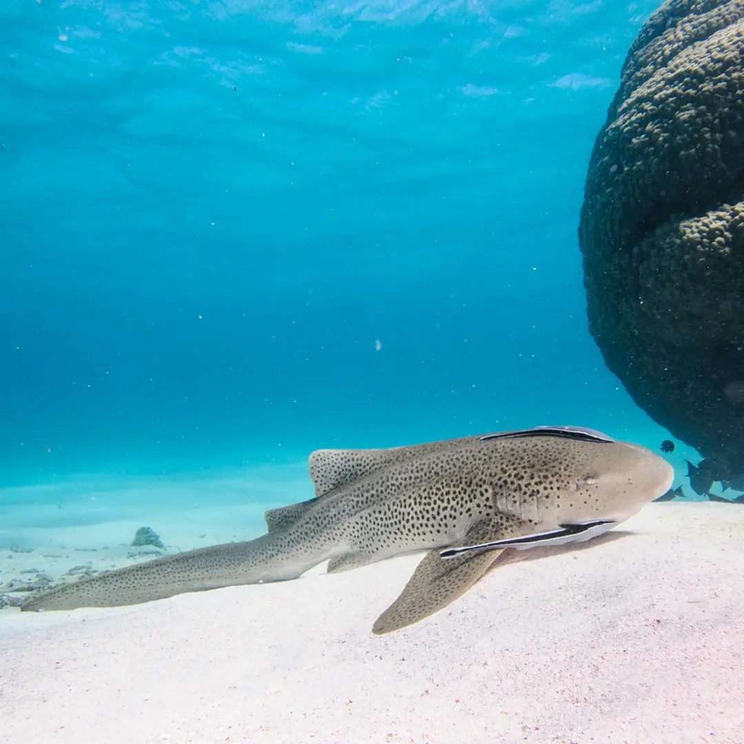 Perth Scuba