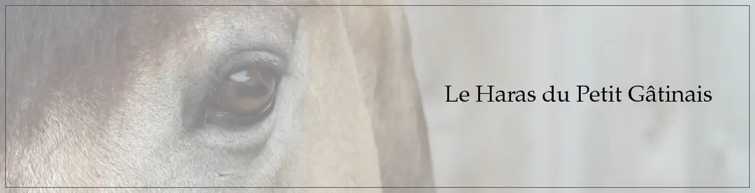 Stud Small Gatinais