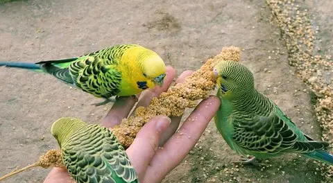 Aquabird Pet Centre