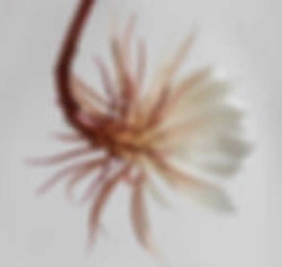 Bija Kriya Yoga