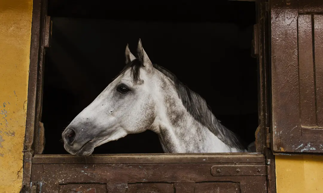 Equestrian Center De Hauterives