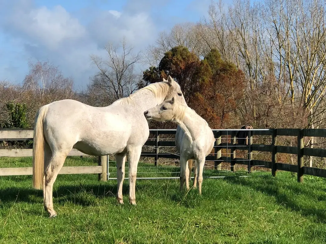 Phillips Equine