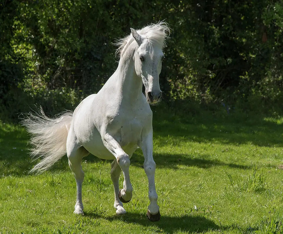 Arrow Equestrian