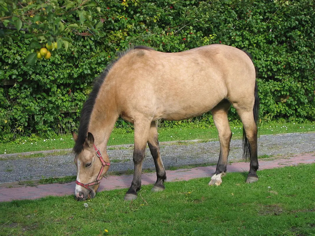 Amberley Trotting Club