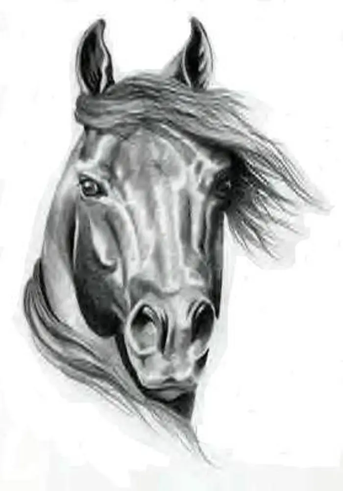 Hockley Equestrian Centre