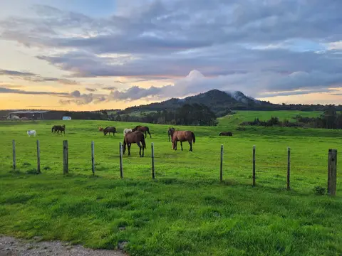 Huntaway Farms Horse Trekking