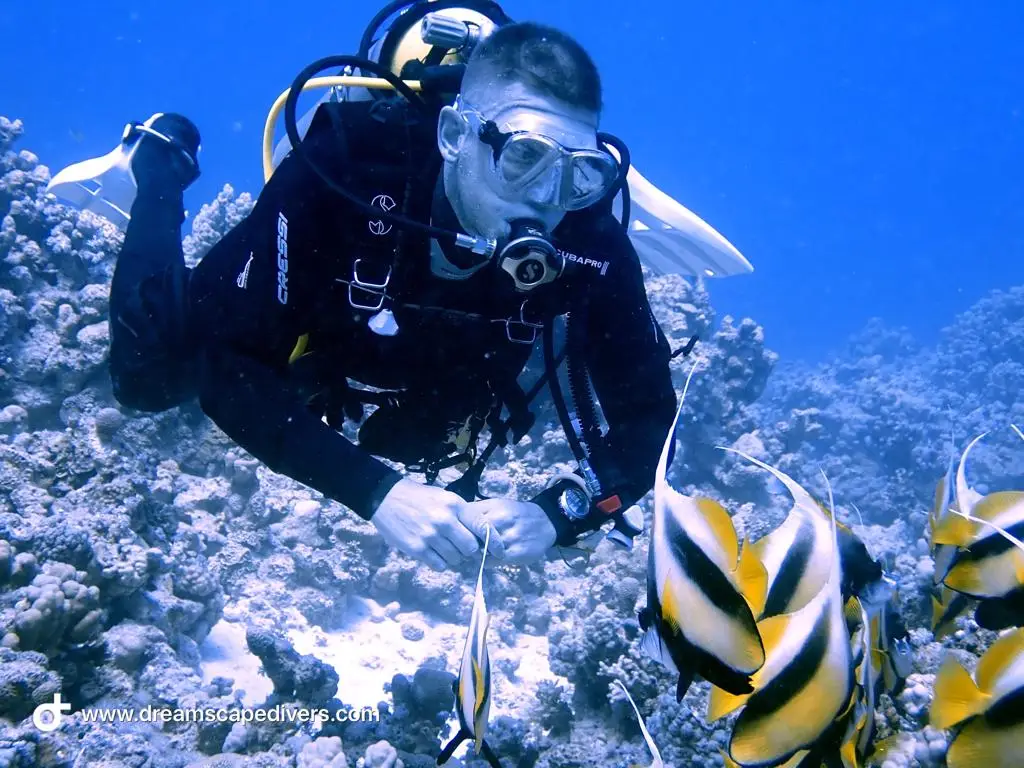 Dreamscape divers
