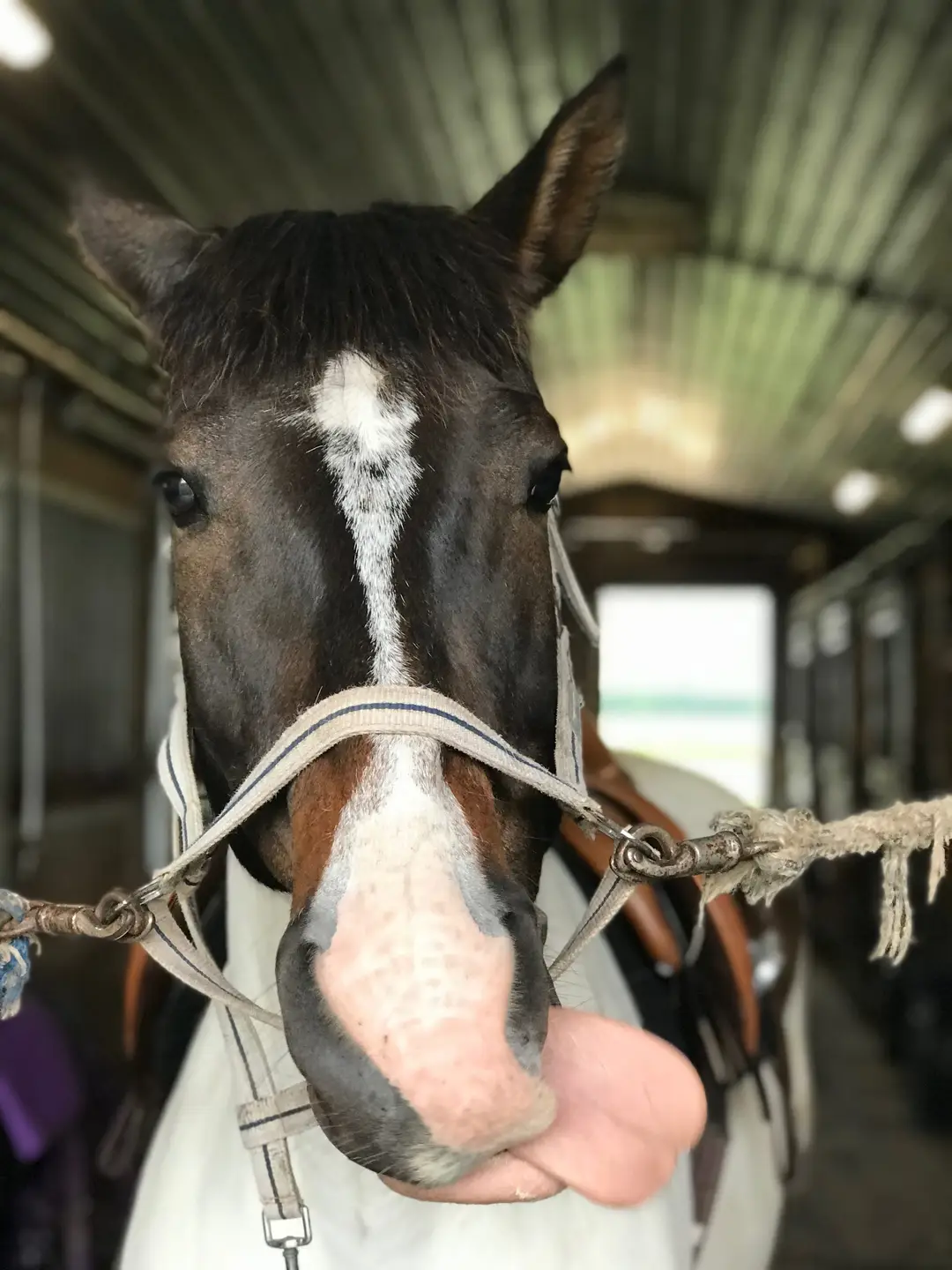 Maplewood Equestrian Centre