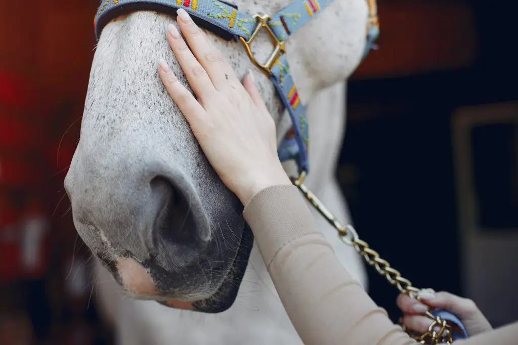 International Boutique Riding School