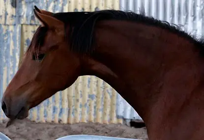SANDELI PARK TRAIL RIDING CENTRE