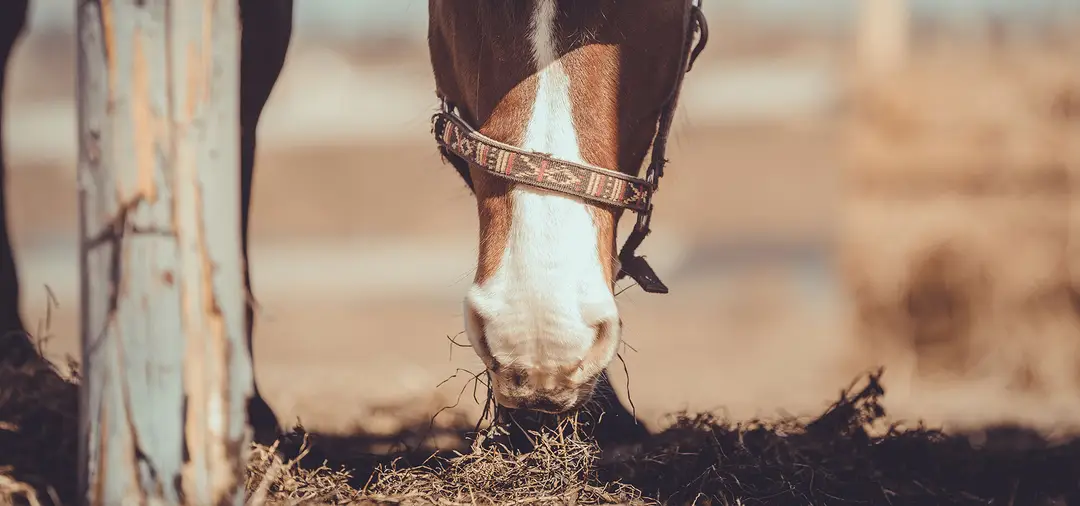 Saint Baudile Equitation