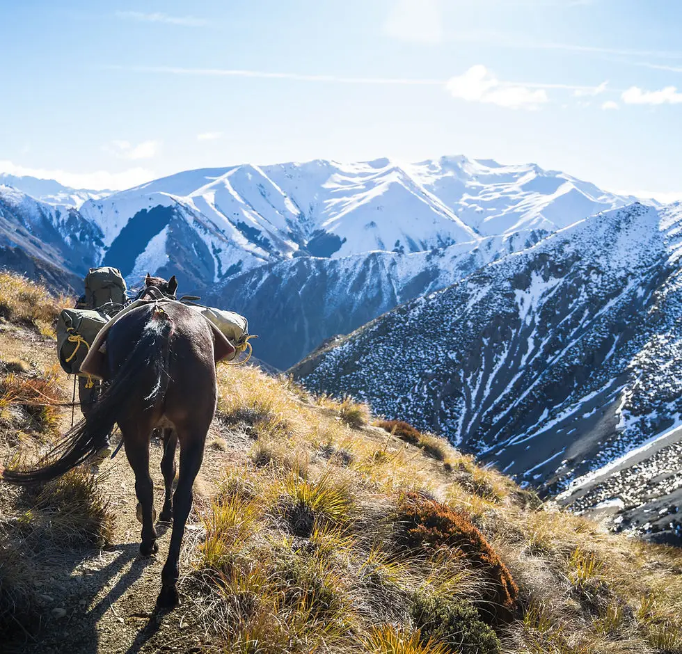 Pukatea Horse Trekking