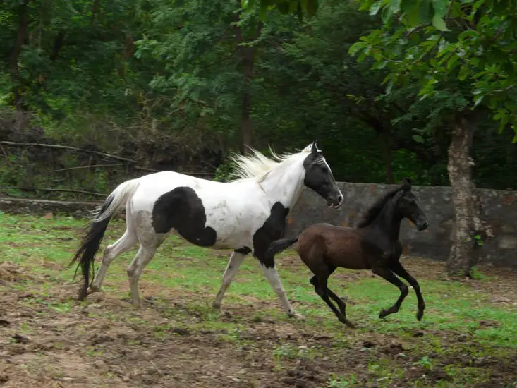 Krishna Ranch