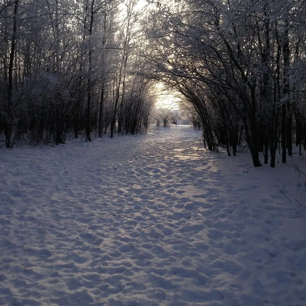 Toboggan Hill Disc Golf Course