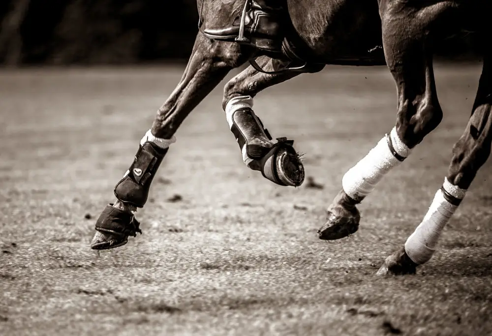 Moor Hall Farm Polo Club