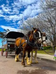 Hunter Valley Horses - Horse Drawn Carriage Tours