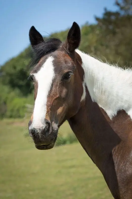 Wembury Bay Riding School