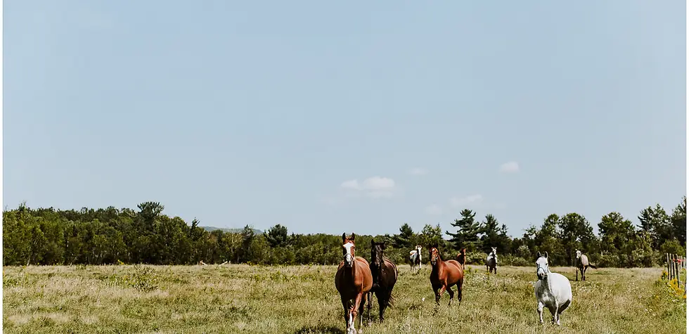 Free Spirit Therapeutic Riding Association