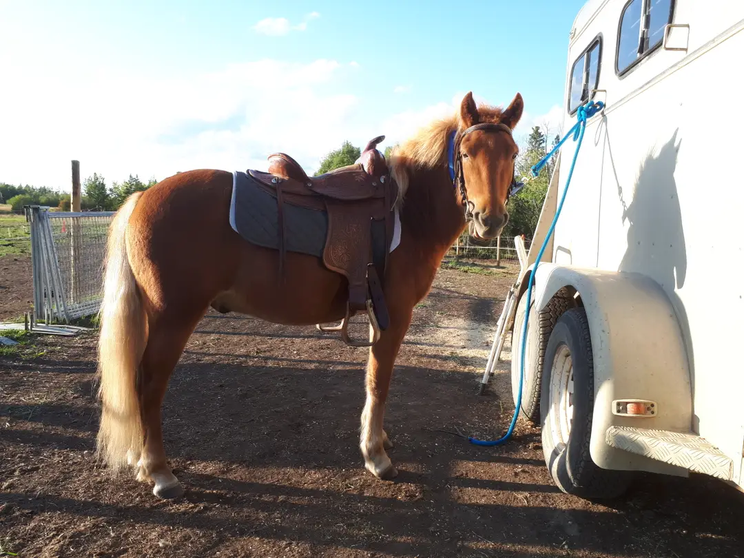 Excalibur Sport Horses