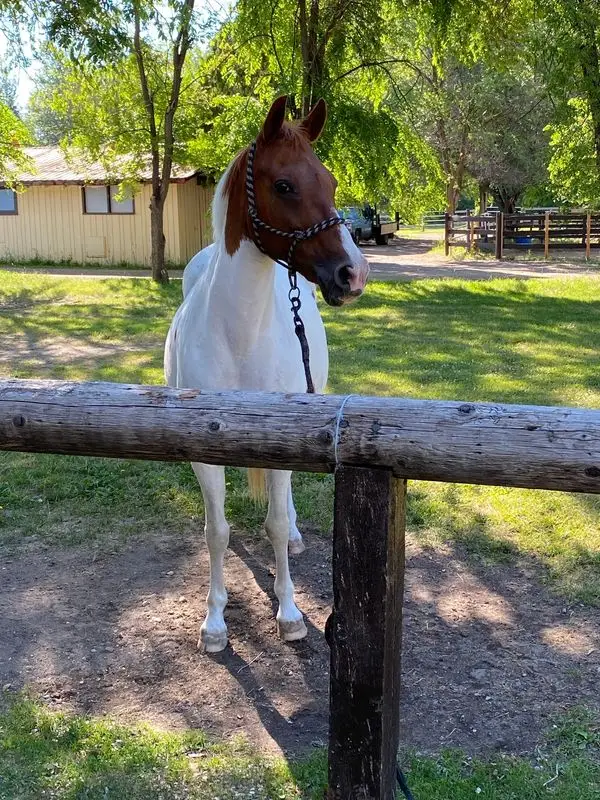 Foley Equestrian