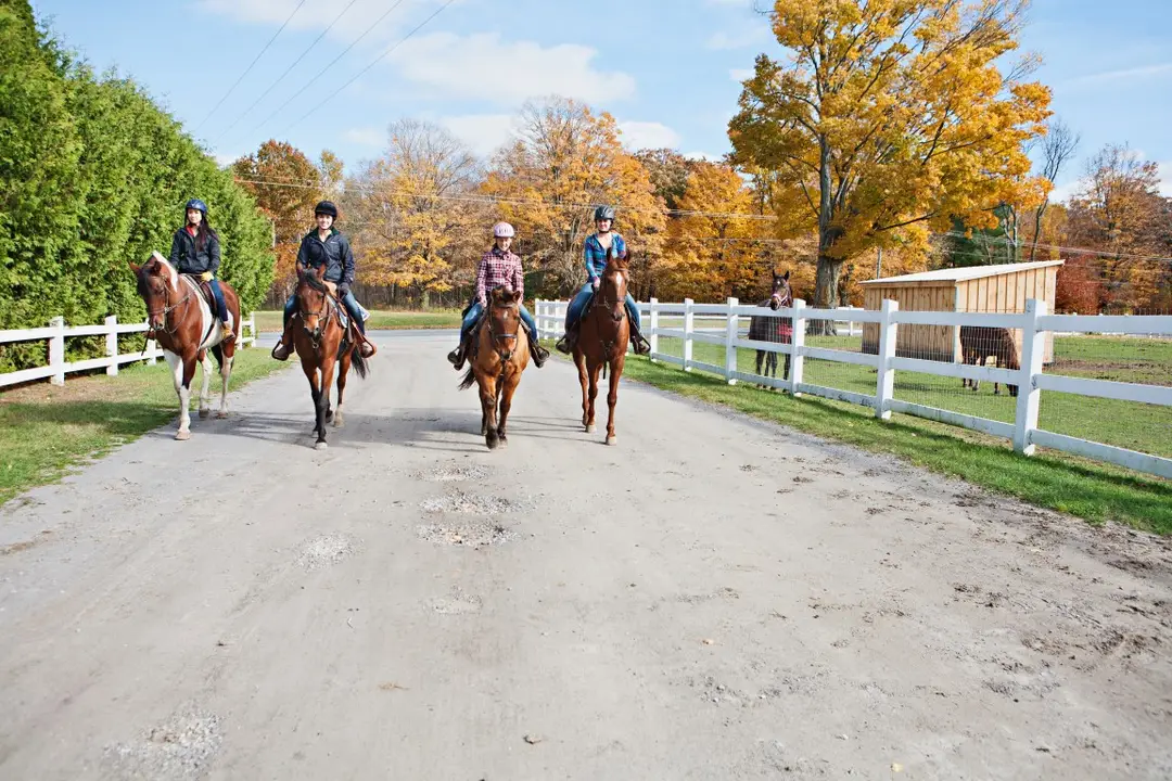 Carousel Canada Equine Riding Centre