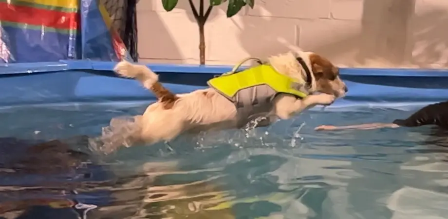 Dog Splash