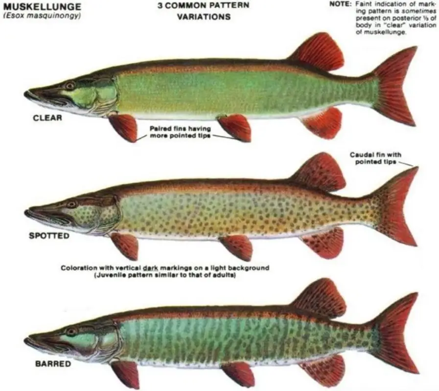 50 Mission Cast - French River Musky Guide & Walleye Charters