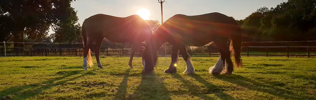 Equuleus Equine Therapy