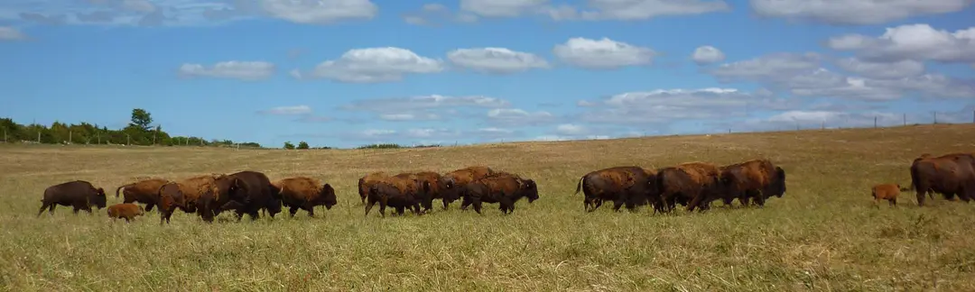 Randals Bison Ferme Auberge