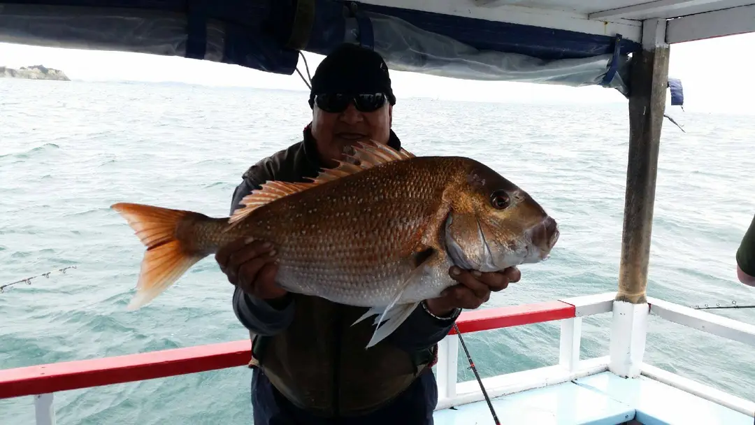 Snappercatchers