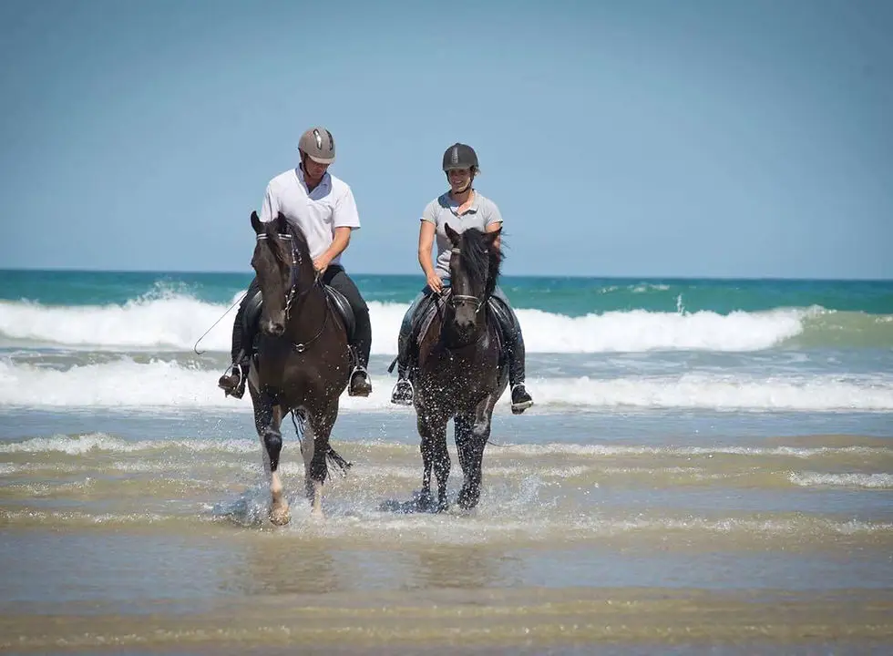 Sterley Horsemanship Solutions