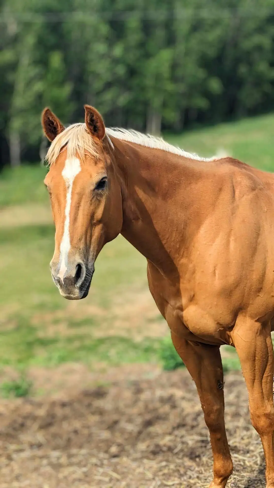Matter's equine