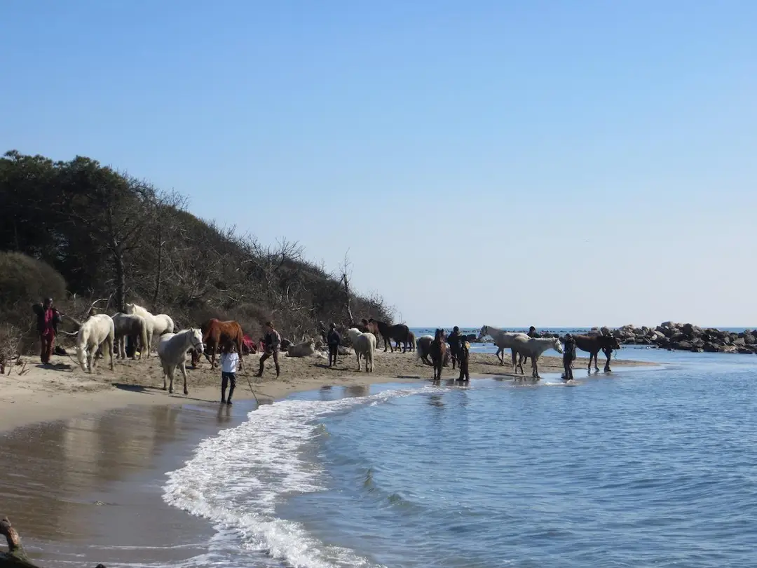 Les Poneys D'eole