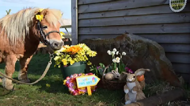 Wapley Riding Stables
