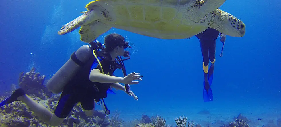DiveDegree