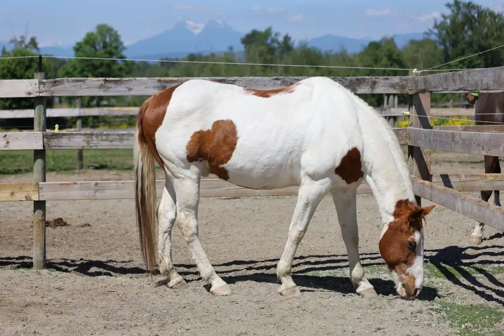 Priority 1 Equestrian