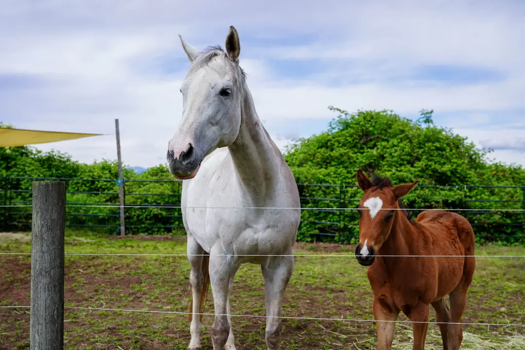 JM Sporthorse