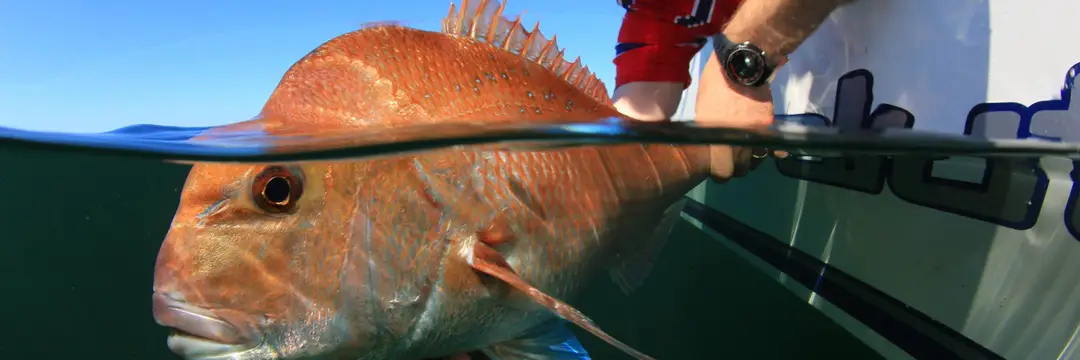 VR FISH