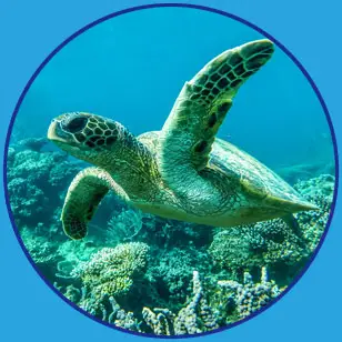 Pilbara Dive and Tours