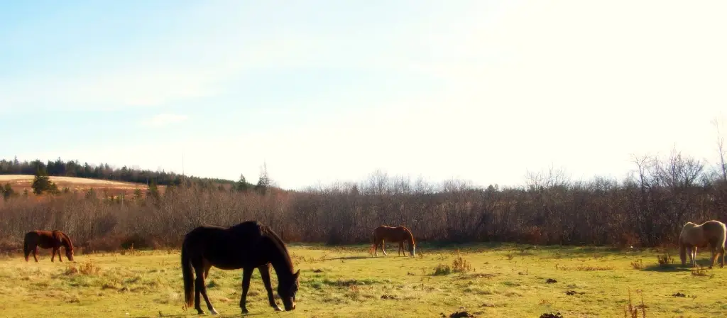 Spirit Reins Ranch