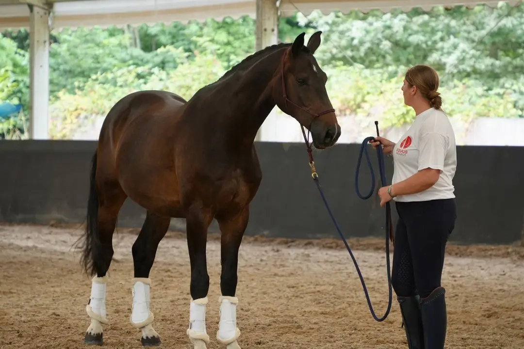 Equus Land Rohan
