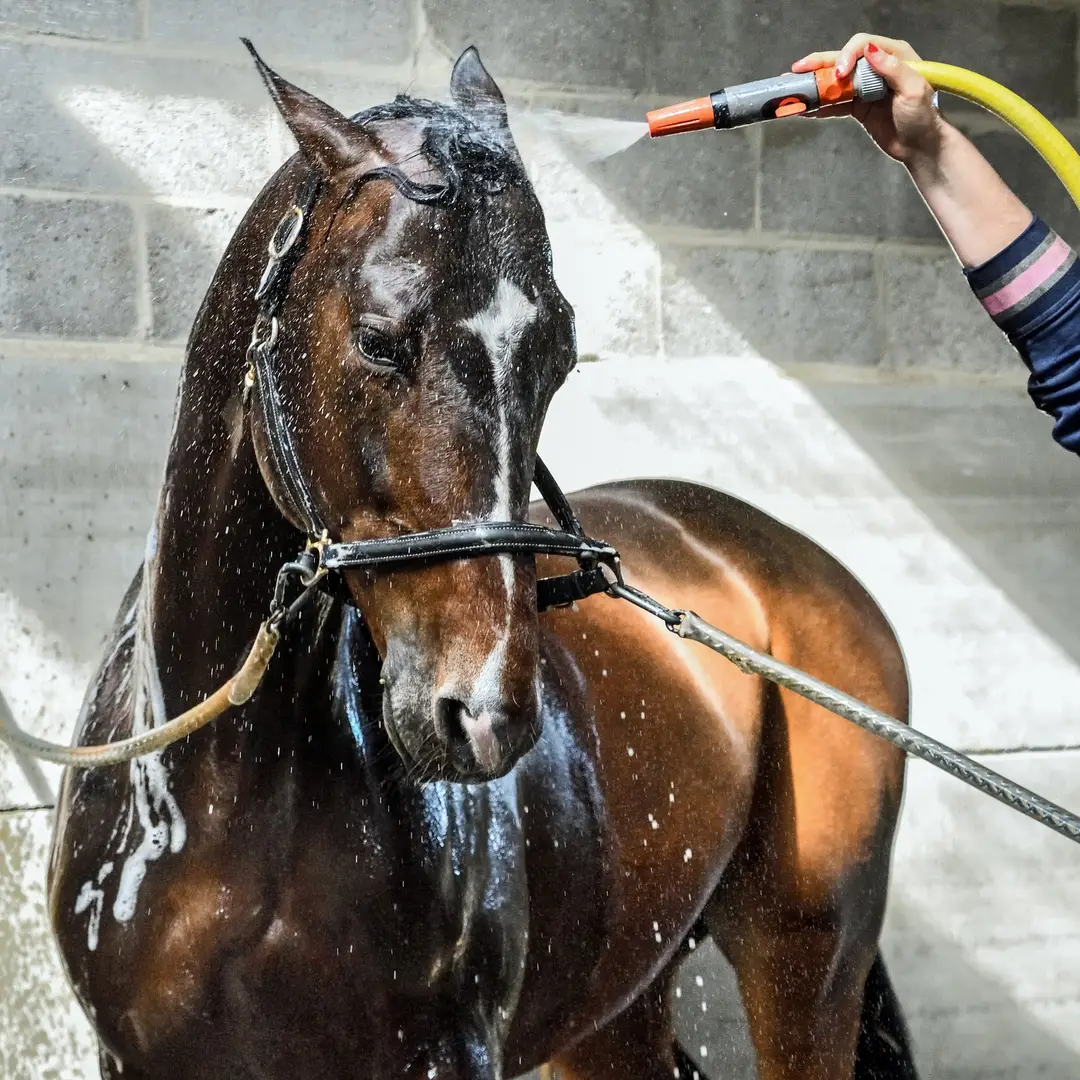 Écurie Montiselle'horse