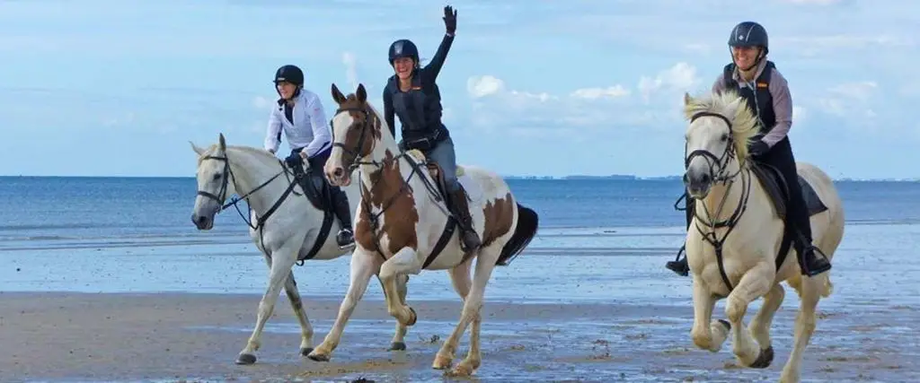 Sussex Hunter Hirelings & Sales