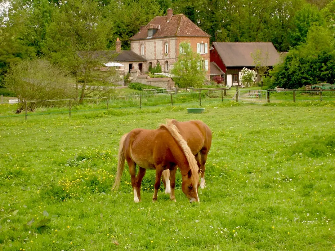 Stud Du Moulin