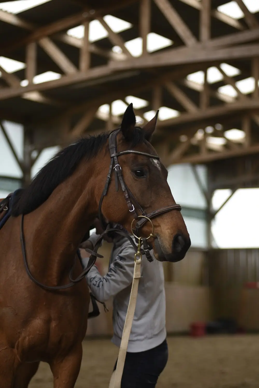 MB Equestrian