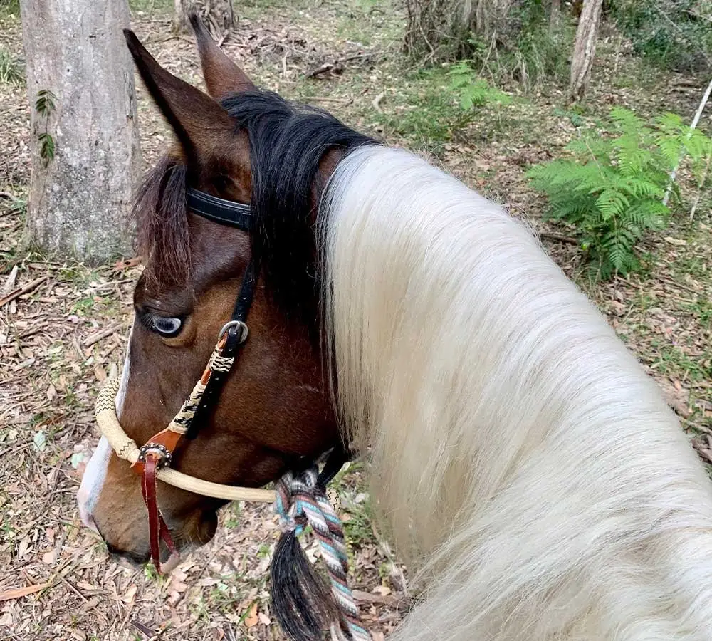 Together Horsemanship
