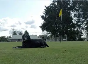 Te Kowhai Golf Club