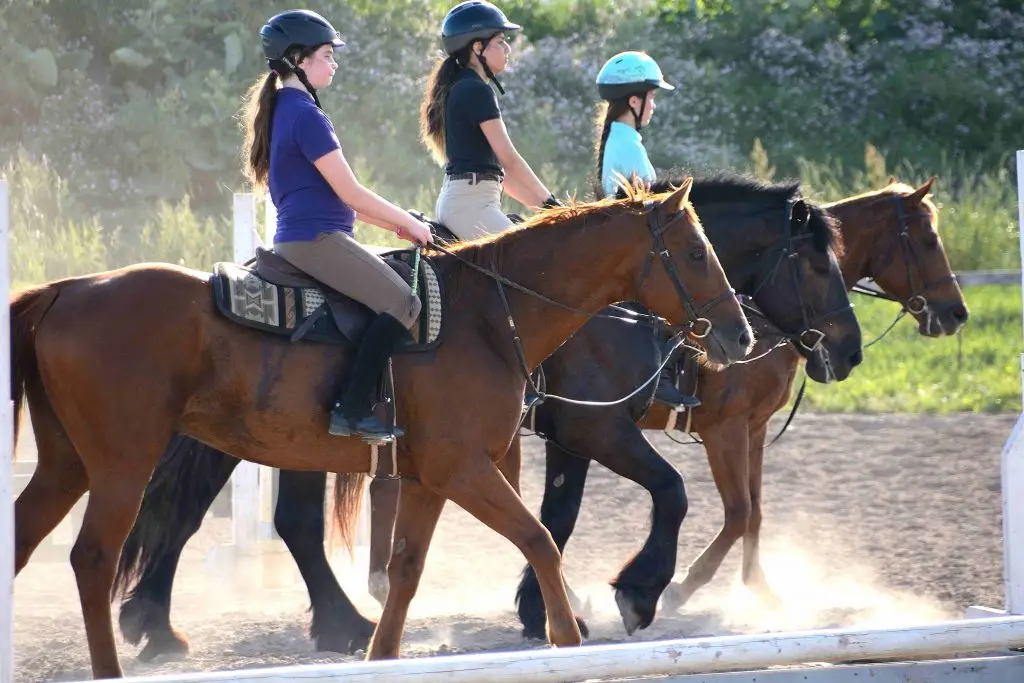 Meadowlarke Stables