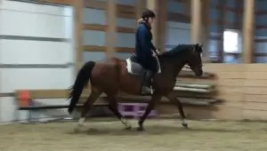 Copper T Warmblood Stables